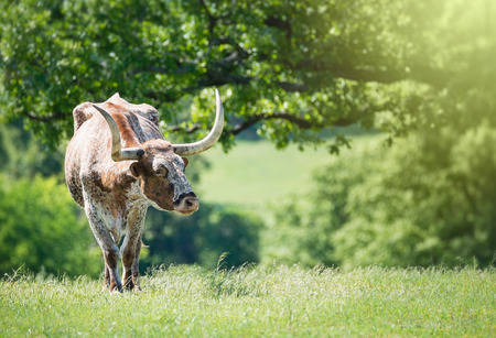 Texas longhorn grazing on spring pastureの写真素材