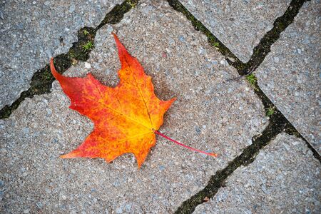 Beautiful autumn maple tree leaf against gray stone texture