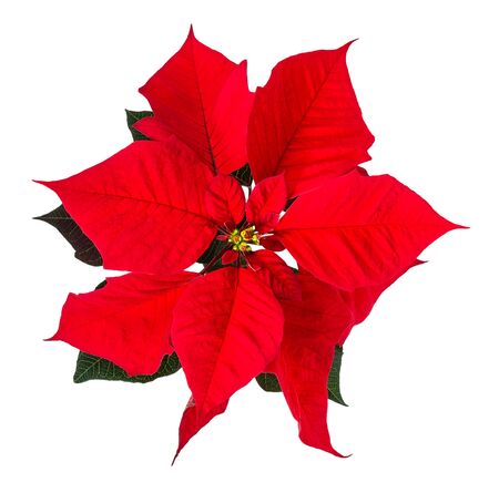 Close up of a red Poinsettia, Christmas Star flower bracts (Euphorbia pulcherrima). Isolated on white background.の写真素材