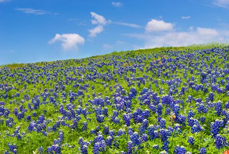 Texas bluebonnets and wildflowers blooming on the meadow in spring. Blue sky and white clouds background.の写真素材