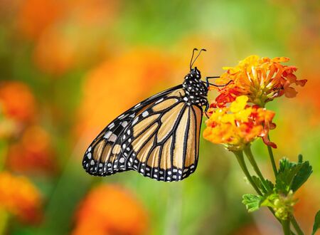 Monarch butterfly (Danaus plexippus) on lantana flowers during the spring migration in Texas.