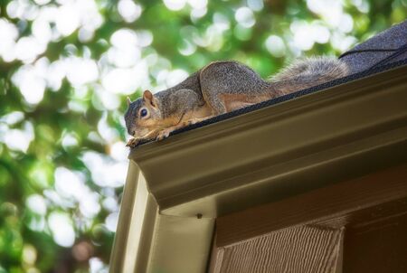 Squirrel peeking out on the roof edge. A tree in the background. の写真素材