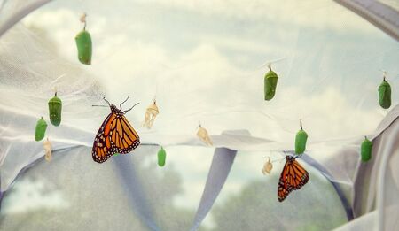 Monarch butterflies emerging in butterfly raising habitat.の写真素材