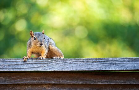 Cute Eastern fox squirrel (Sciurus niger) sitting on a wooden fence in the backyard. Natural green background with copy space.の写真素材