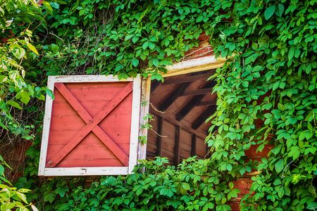 Open attic barn door of an old  weathered red barn. Vine growing and covering the wooden wall.の写真素材