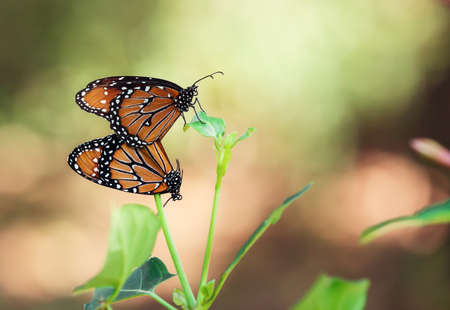 Pair of Queen butterflies (Danaus gilippus) mating and hanging on a leaf in the fallの写真素材