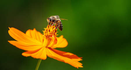 Bee pollinating Yellow Cosmos (Cosmos sulphureus) flower in the autumn gardenの写真素材