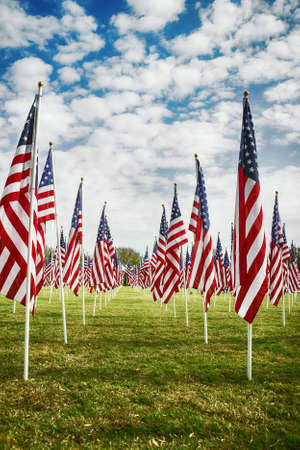 Row of American flags standing in the green field. Veterans Day display. Blue sky and white clouds...