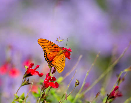 Gulf Fritillary butterfly (Agraulis vanillae) feeding on red flowers in the garden. Purple flower...