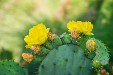 Beautiful yellow blossoms of Prickly Pear Cactus flower (Opuntia humifusa) in Texas spring. Cactus...