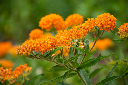 Butterfly weed (Asclepias tuberosa) blooming in the garden. It is a species of milkweed and excellent source of pollen and nectar for pollinating insects.の写真素材