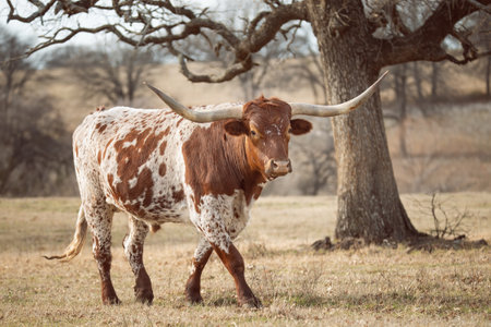 Texas Longhorn grazing in the winter pastureの写真素材