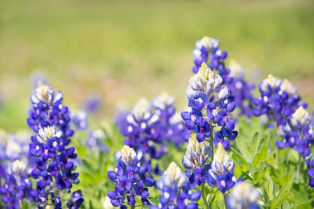Texas Bluebonnet (Lupinus texensis) flowers blooming in springtime. Selective focus. Natural green background with copy space.の写真素材