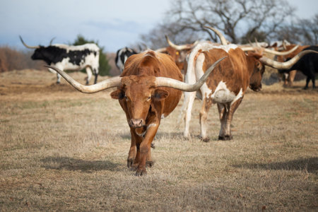 Texas longhorn cattle grazing on the winter pastureの写真素材