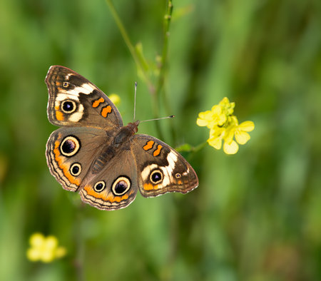 Common Buckeye butterfly (Junonia coenia) feeding on yellow wildflowers, wings wide open, on a sunny spring day. Closeup.の写真素材