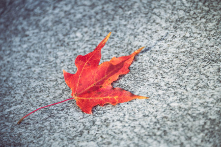 Fallen red maple tree leaf on gray stone in autumnの写真素材