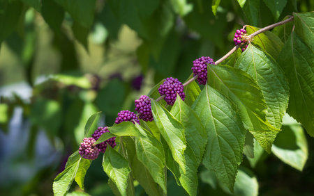 Purple berries of American Beautyberry bush (Callicarpa americana)の写真素材