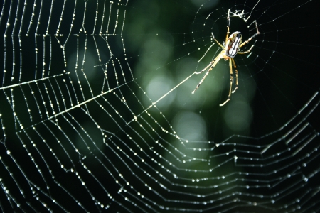 Spider webs insect perched on a roof 