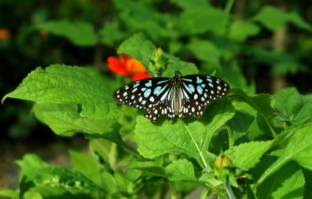 Large blue butterfly caterpillars love the leaves spread wings standing on top Sun afternoon.                               の写真素材
