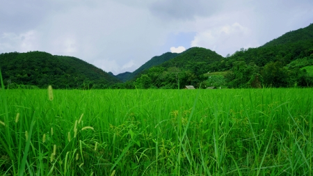 Rice field with cottage Farmer 2 units                                  の写真素材