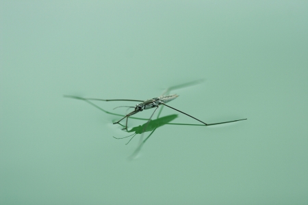 Water spider or pond skater floating on the water surface.の写真素材