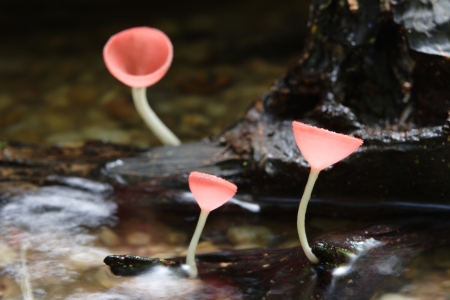 Champagne mushroom growing on the bark の写真素材