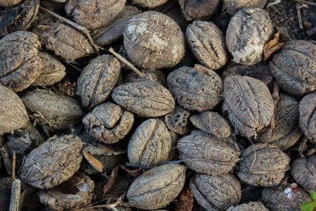 tropical almond seeds on the groundの写真素材