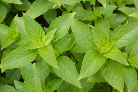 Ocimum basilicum の写真素材