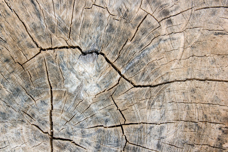 Detail of tree ring