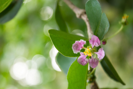 Flower of Barbados cherryの写真素材