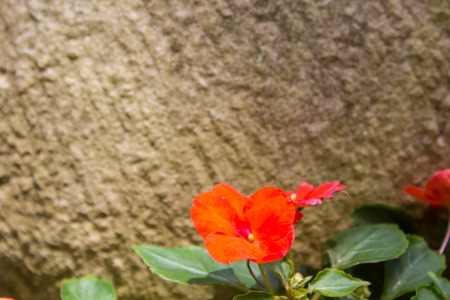 Small orange flower with blur stone background