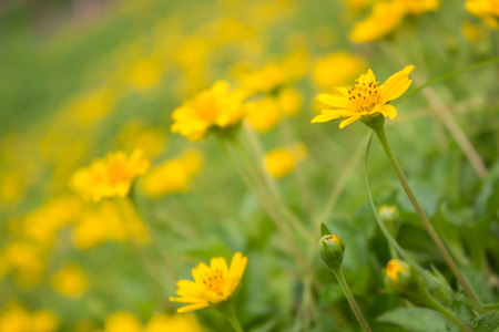Field of creeping daisy (singapore daisy)の写真素材