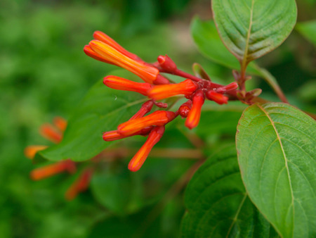 Small orange with green backgroundの写真素材