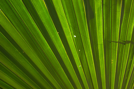 Sugar palm leaf