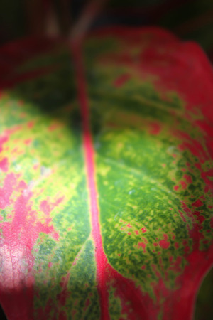 Aglaonema modestum, Chinese evergreen, green and red leafの写真素材