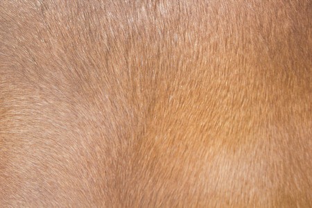Texture pelt of brown horseの写真素材