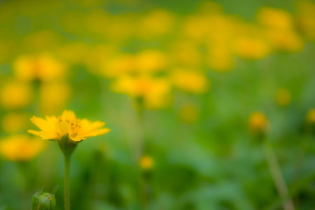 Blur background of creeping daisy fieldの写真素材