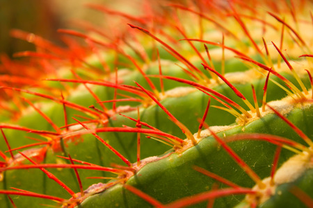 Close up beautiful cactus, detail cactus