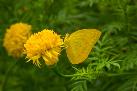Marigold flower with yellow butterflyの写真素材