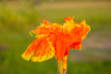 Yelloaw, orange canna lily flower, kannaの写真素材
