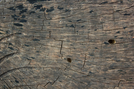 Detail of tree ring