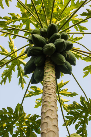 Papaya on the papaya's treeの写真素材