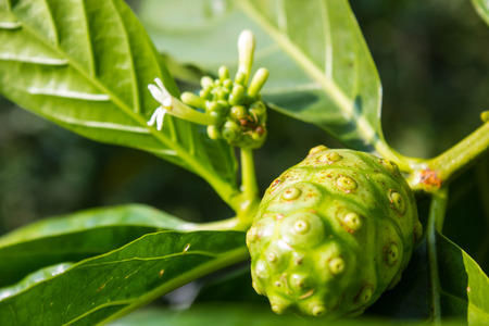 Morinda citrifolia L., noniの写真素材