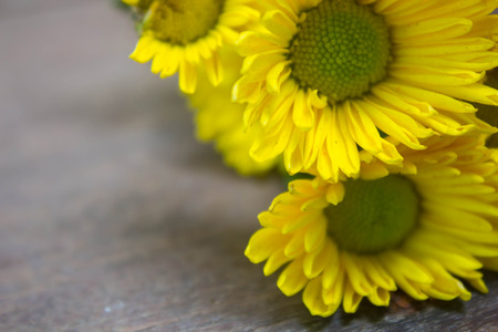 Yellow Chrysanthemum background, Chrysanthemum backgroundの写真素材