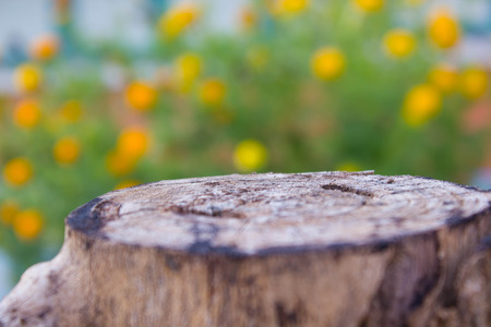 Stump with natural backgroundの写真素材
