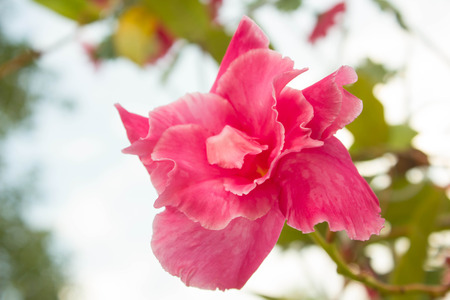 pink hibiscus flower, nature backgroundの写真素材