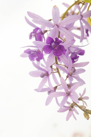 Small purple orchid with white backgroundの写真素材