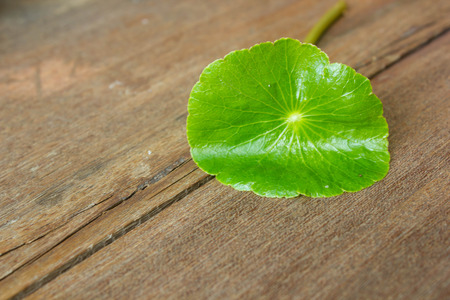 pennywort; centella; asiatica leaf in natureの写真素材