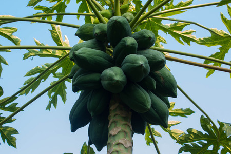 Papaya on the papaya's treeの写真素材