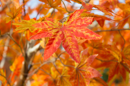 Detail of Maple leaves backgroundの写真素材